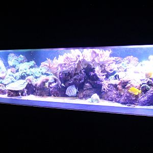 Soft Coral reef tank