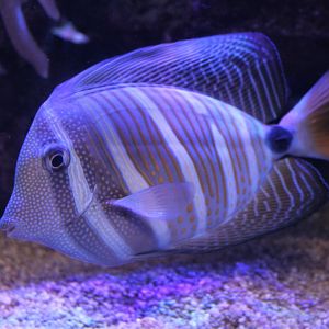 Sailfin Tang (Zebrasoma veliferum)