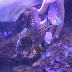 a very old Pyjama Cardinalfish (Spaeramia nematoptera)