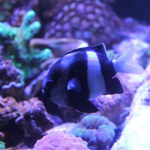 Three-striped or Humbug Damselfish (Dascyllus aruanus)