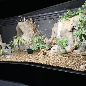 enclosure for Tuatara (Sphenodon punctatus)