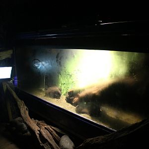 Galaxiid tank in the Kiwi House
