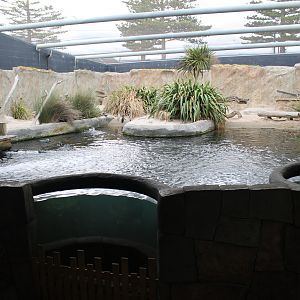 enclosure for Little Blue Penguins (Eudyptula minor)