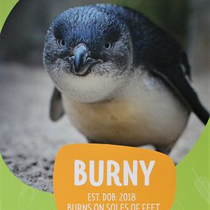 Penguin individual signage