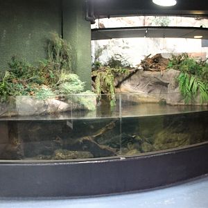 tank for Short-finned Eels (Anguilla australis)