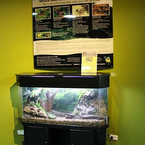 tank for Southern Bell Frogs (Litoria raniformis)