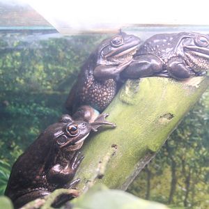 Southern Bell Frogs (Litoria raniformis)