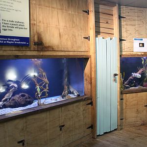 Seahorse and Yellow Moray tanks