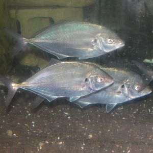 Trevally (Pseudocaranx dentex)