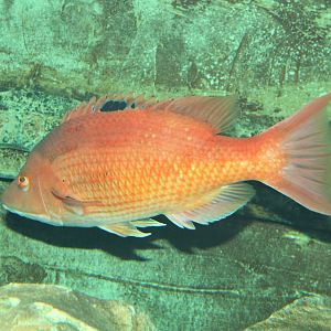 Red Pigfish (Bodianus unimaculatus)