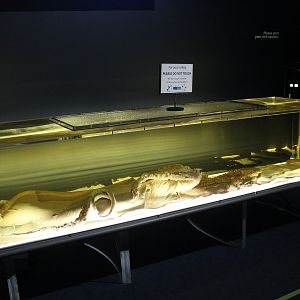 Giant Squid specimen