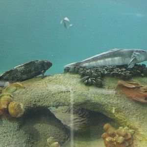 Marblefish (Aplodactylus arctidens) and Blue Cod (Parapercis colias)