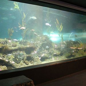 Pania Reef tank