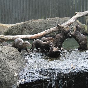 Small-clawed Otters (Aonyx cinereus)