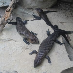 Cunningham's Skinks (Egernia cunninghami)