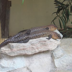 Cunningham's Skinks (Egernia cunninghami)