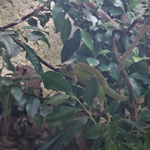 Jackson's Chameleon (Trioceros jacksonii)