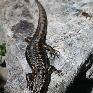 Otago Skink (Oligosoma otagense)