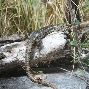 Grand Skink (Oligosoma grande)