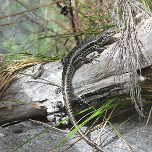 Grand Skink (Oligosoma grande)