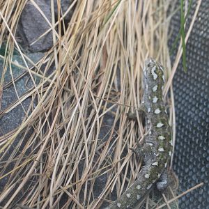Jewelled Gecko (Naultinus gemmeus)