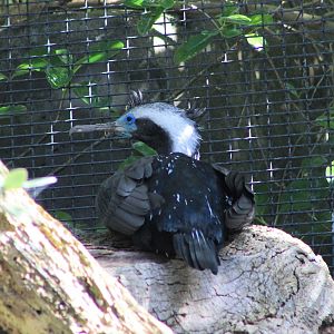 Spotted Shag (Stictocarbo punctatus)