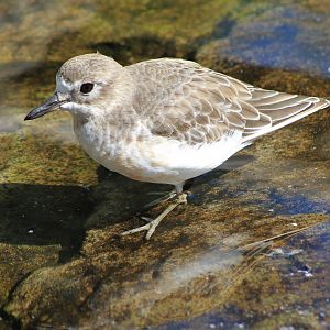 New Zealand Dotterel (Charadrius obscurus)