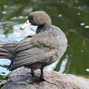 Blue Duck (Hymenolaimus malacorhynchos)