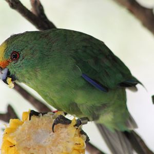 Orange-fronted Kakariki (Cyanoramphus malherbi)