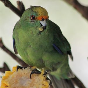 Orange-fronted Kakariki (Cyanoramphus malherbi)