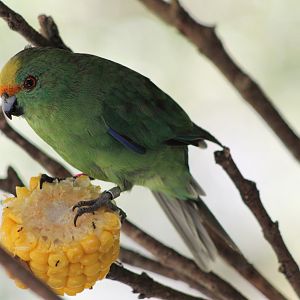 Orange-fronted Kakariki (Cyanoramphus malherbi)
