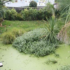 enclosure for American Alligator