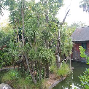 enclosure for Emperor Tamarins