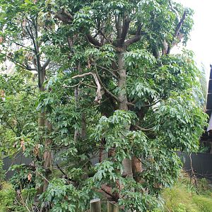 enclosure for Cottontop Tamarins