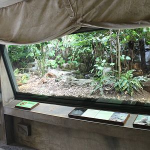 enclosure for Tuatara