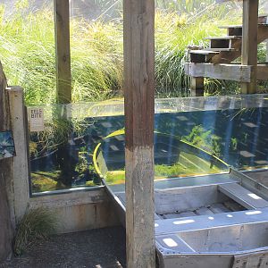 eel tank