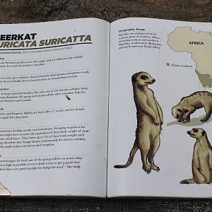 Meerkat signage