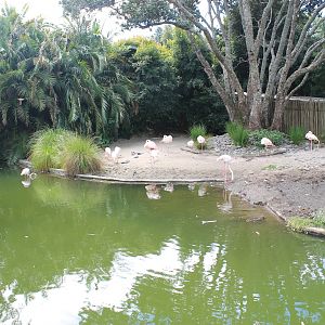 enclosure for Greater Flamingos