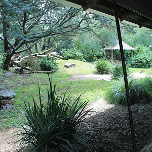 enclosure for Cheetah