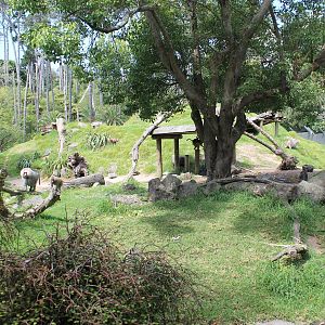 enclosure for Hamadryas Baboons