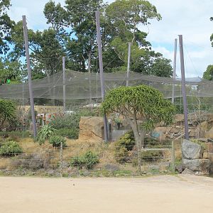 walk-through lovebird aviary