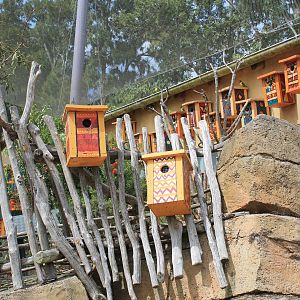 interior of walk-through lovebird aviary