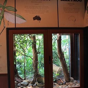enclosure for Goliath Stick Insects and Golden Bell Frogs