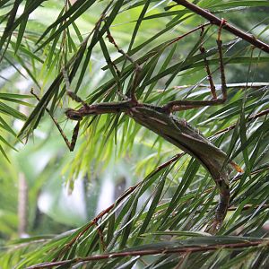 Goliath Stick Insect