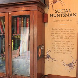 spider exhibit in a bookcase