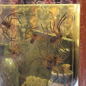 Social Huntsman Spiders (Delena cancerides)