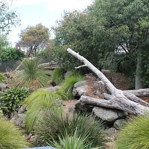 enclosure for Tasmanian Devils