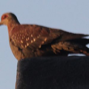Speckled pigeon