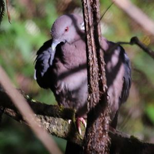 Sri Lanka wood pigeon