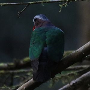 Asian emerald dove